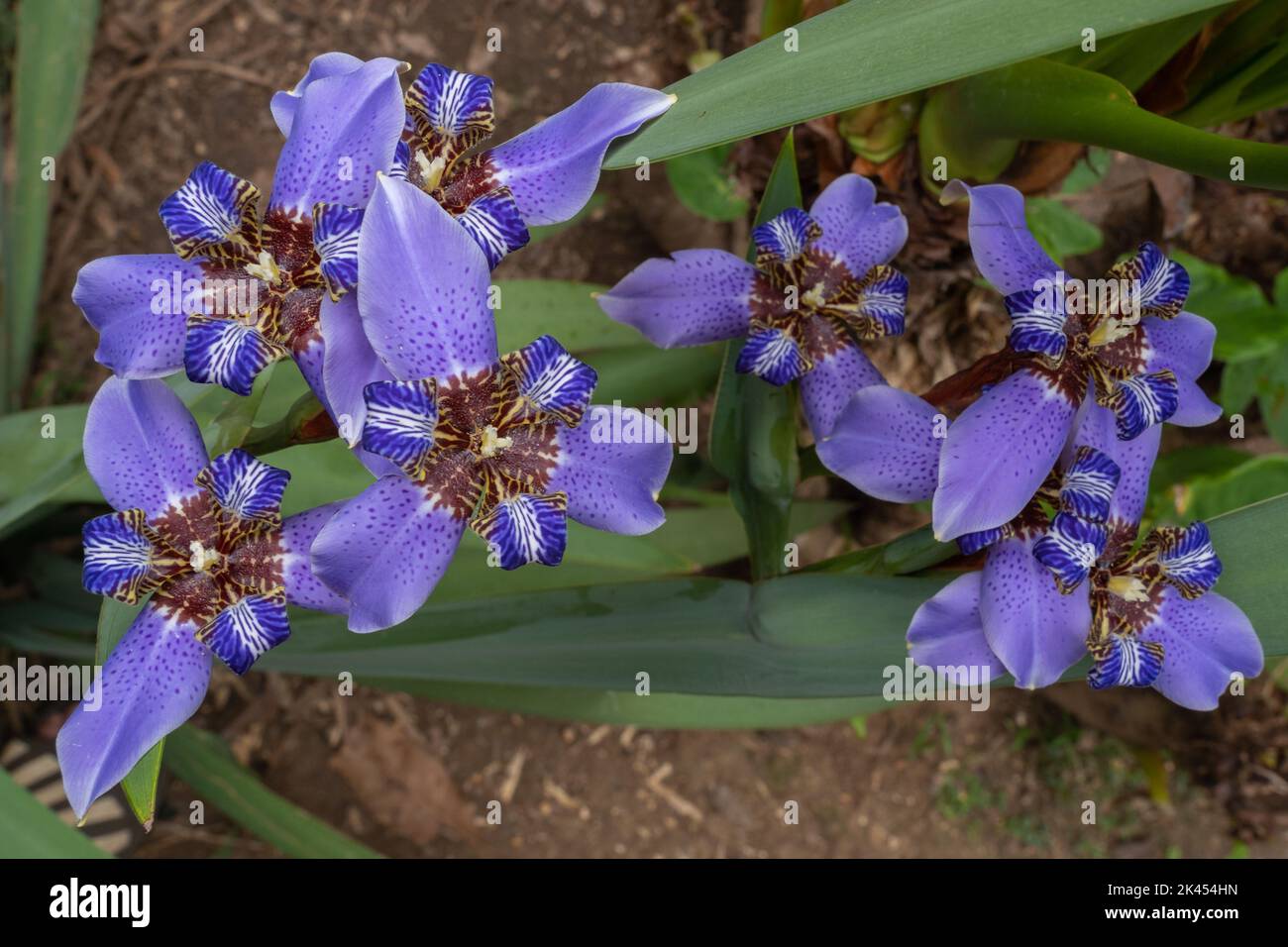 Primo piano vista dall'alto dei colorati fiori blu neomarica Caerulea, alias a piedi iris o apostolo iris, fiorendo in giardino all'aperto su sfondo naturale Foto Stock