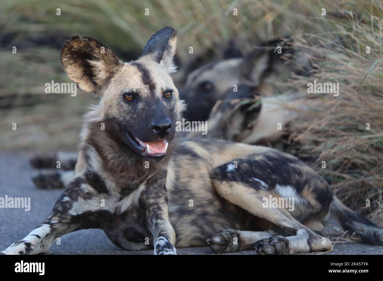 Un cane selvatico africano, Licaon pictus seduto sulla strada con altri cani selvatici sullo sfondo al Parco Nazionale Kruger, Sud Africa Foto Stock