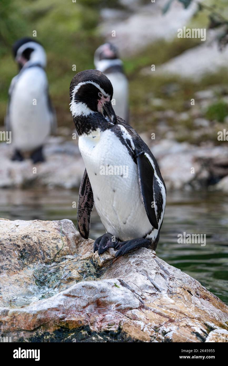 Pinguino Humboldt allo Zoo di Vienna, Austria Foto Stock