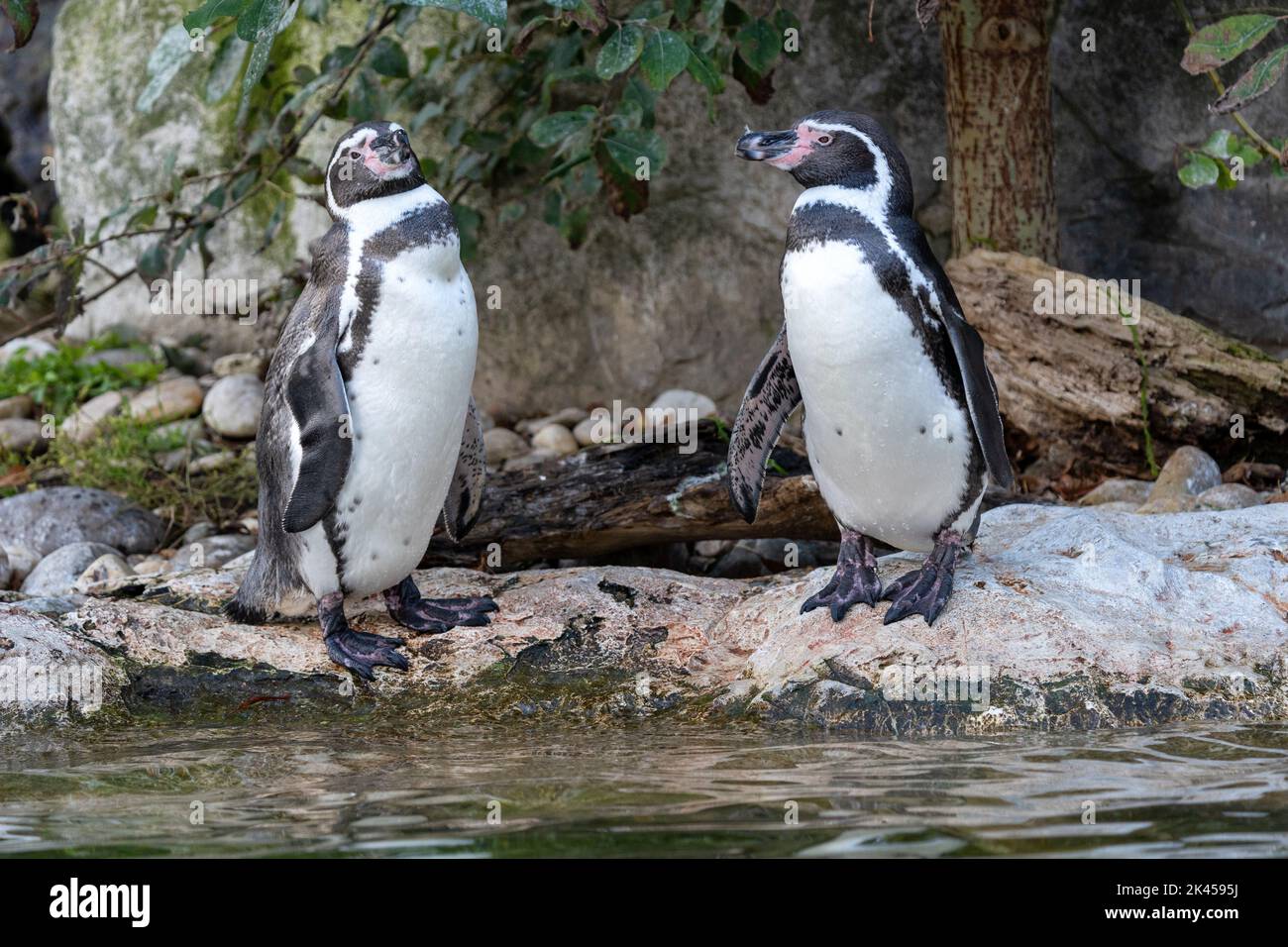 Pinguino Humboldt allo Zoo di Vienna, Austria Foto Stock