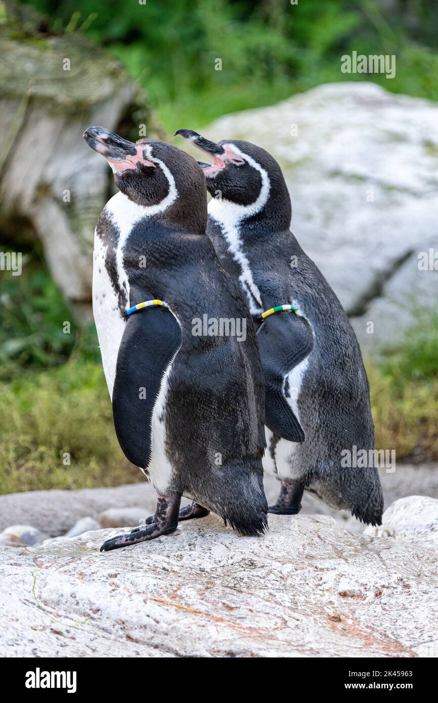 Pinguino Humboldt allo Zoo di Vienna, Austria Foto Stock