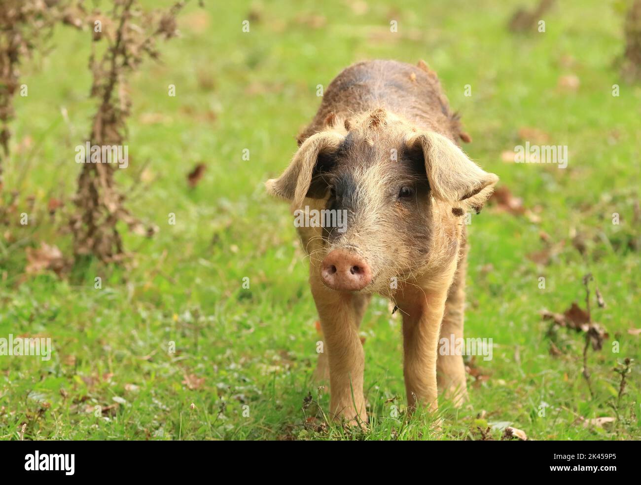 Maiale in fattoria in autunno, Lonjsko polje, Croazia Foto Stock