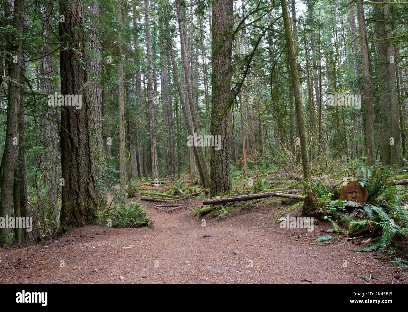 Bellissimo sentiero nella foresta attraverso il Cliff Gilker Park a Roberts Creek, British Columbia, Canada. Foto Stock