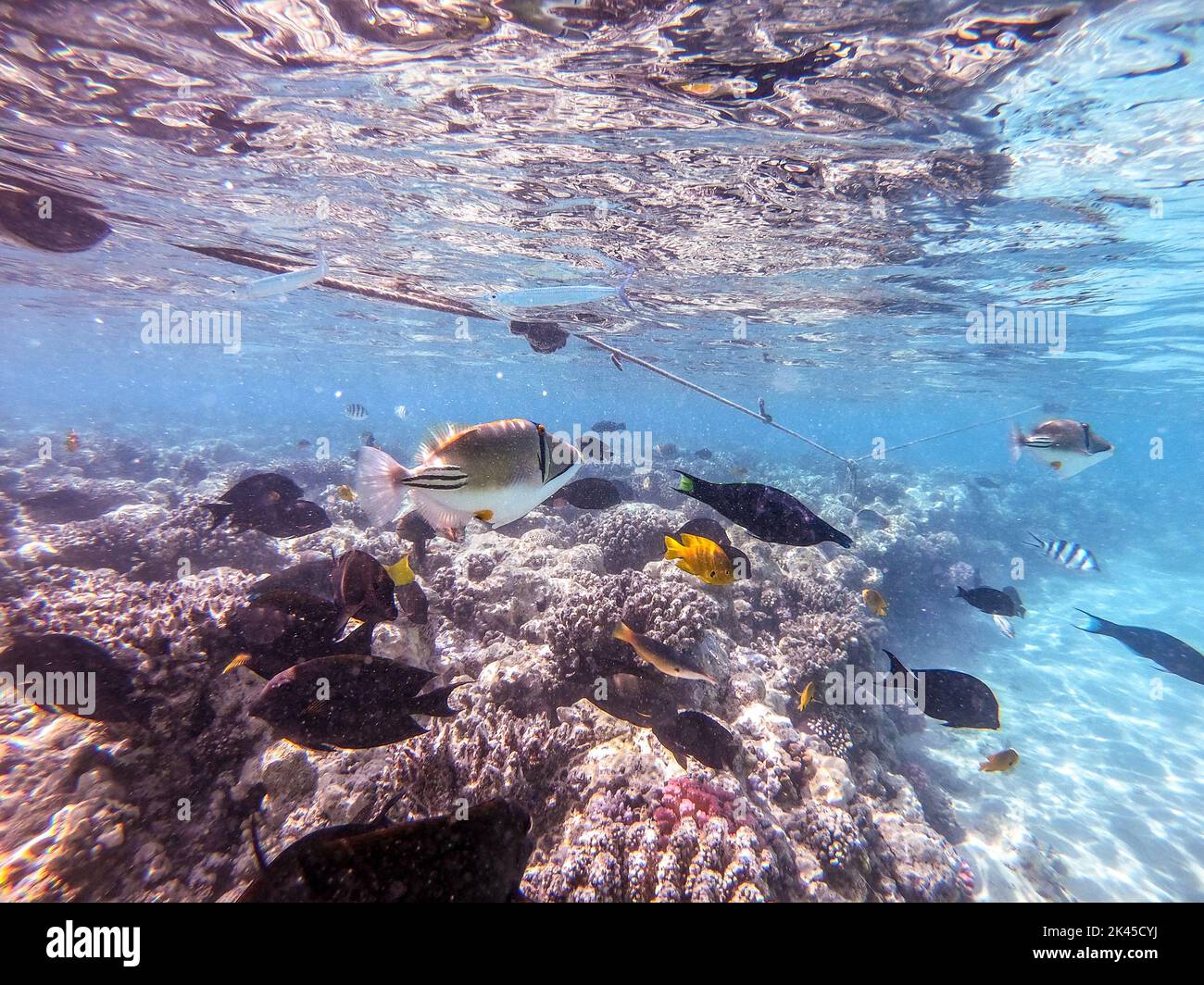 Il colorato pesce assasi di Rhinechanthus tropicale o Picasso innesca ...