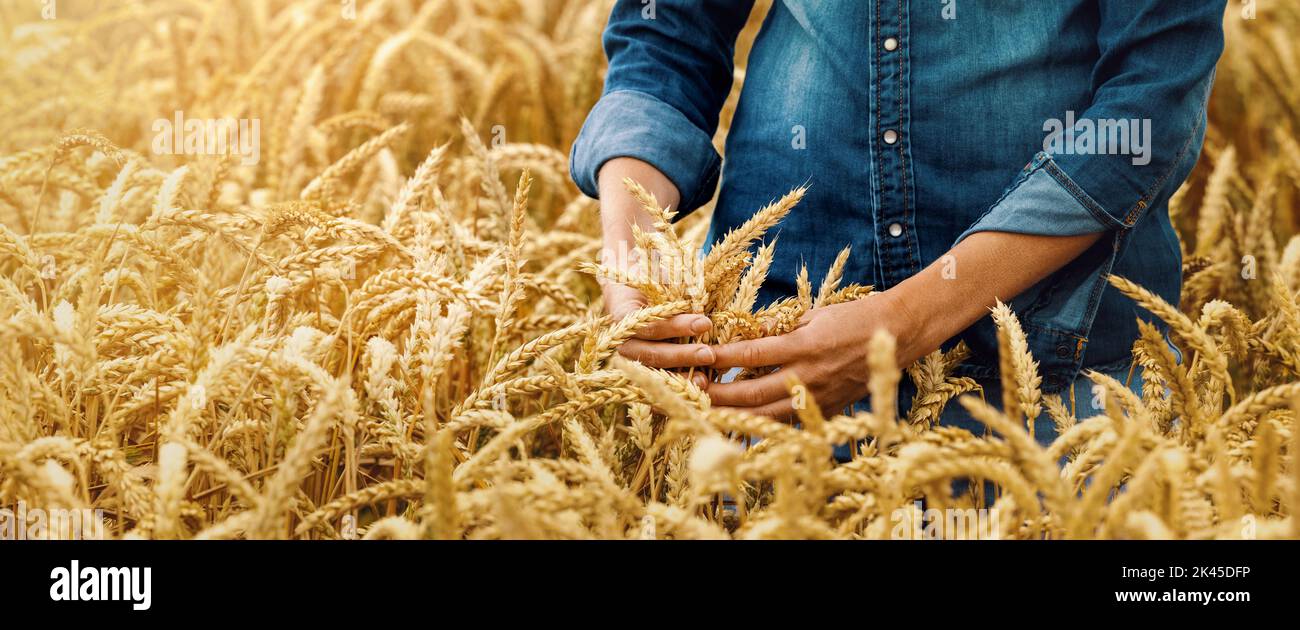 agricoltore agronomo femminile in campo cerealicolo dorato. grano agricolo e agricoltura. banner con spazio copia Foto Stock