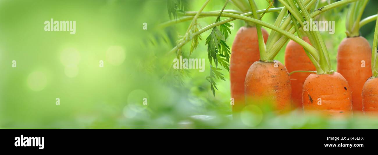 carote che crescono tra le foglie in un giardino con spazio copia a sinistra Foto Stock