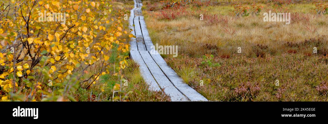 sentiero in legno che attraversa un prato coperto di piante settentrionali e foglie autunnali Foto Stock