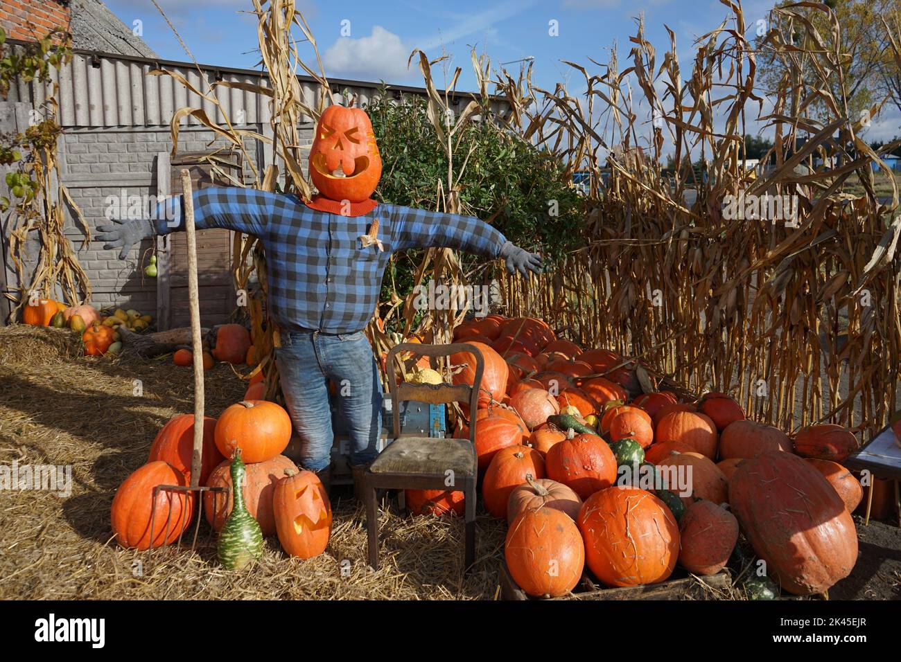 Cavecrow nel campo su Halloween Foto Stock