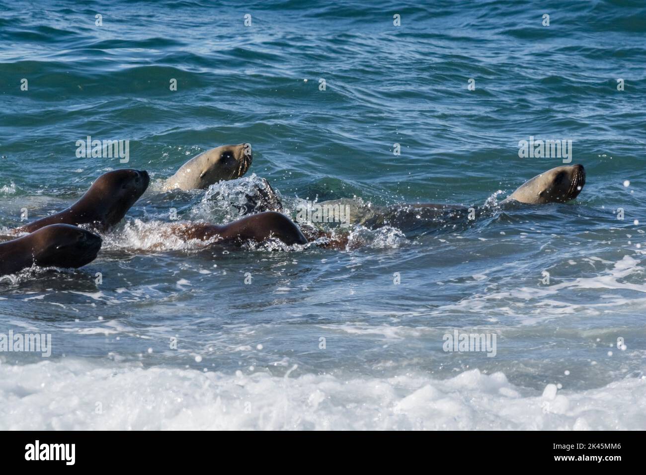 Leoni marini nuoto.Penisola Valdes.Sito patrimonio mondiale Foto Stock