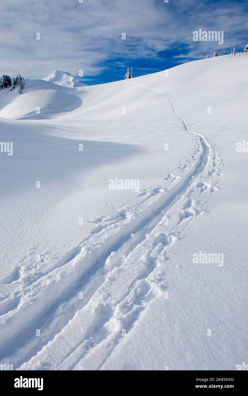 Una pista di neve fatta da uno sciatore di fondo sulle slpoes del Monte Baker nelle Cascate del Nord, inverno. Foto Stock