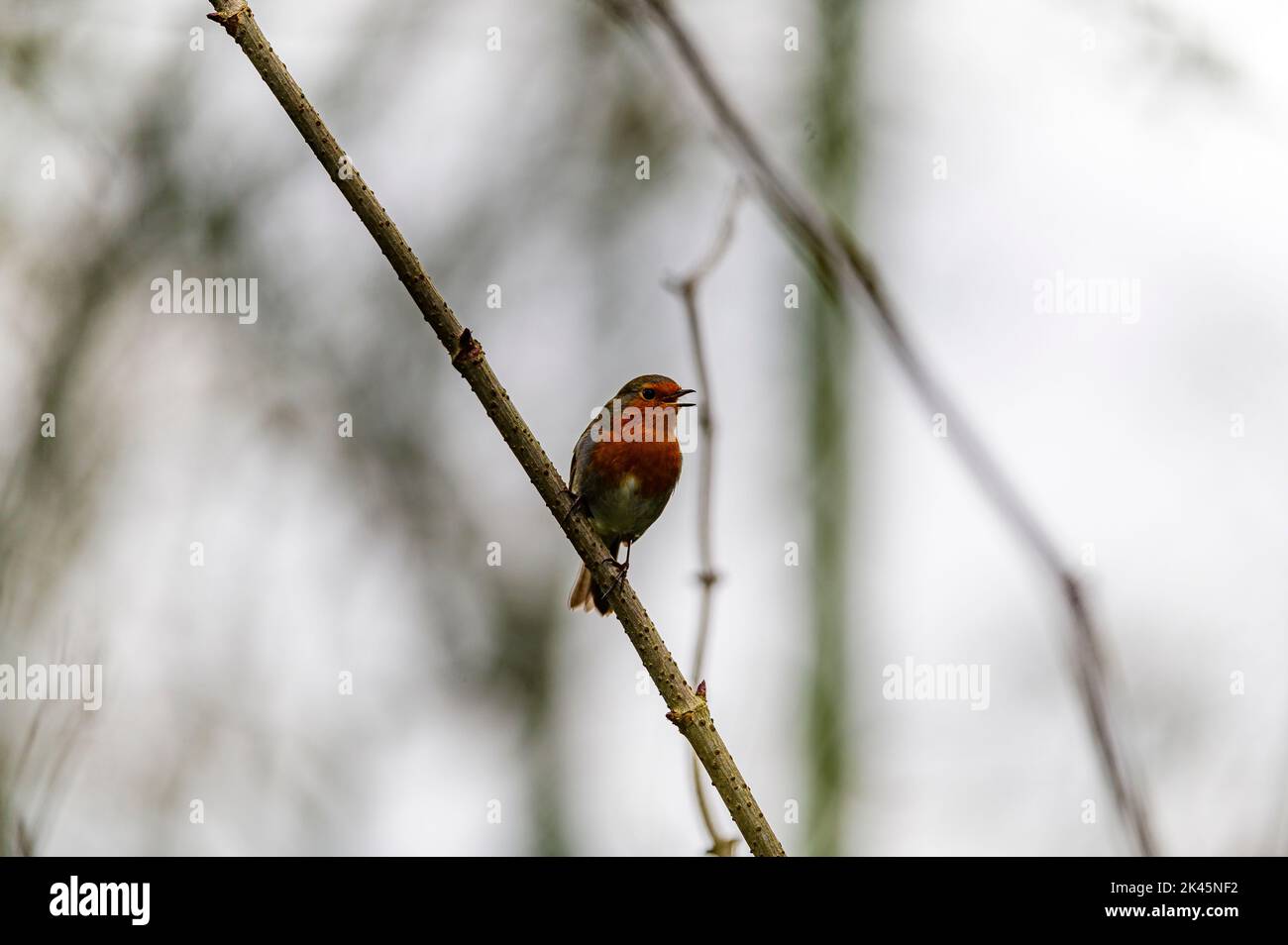 Un robin che si allontana dalla cima di un ramo d'albero Foto Stock