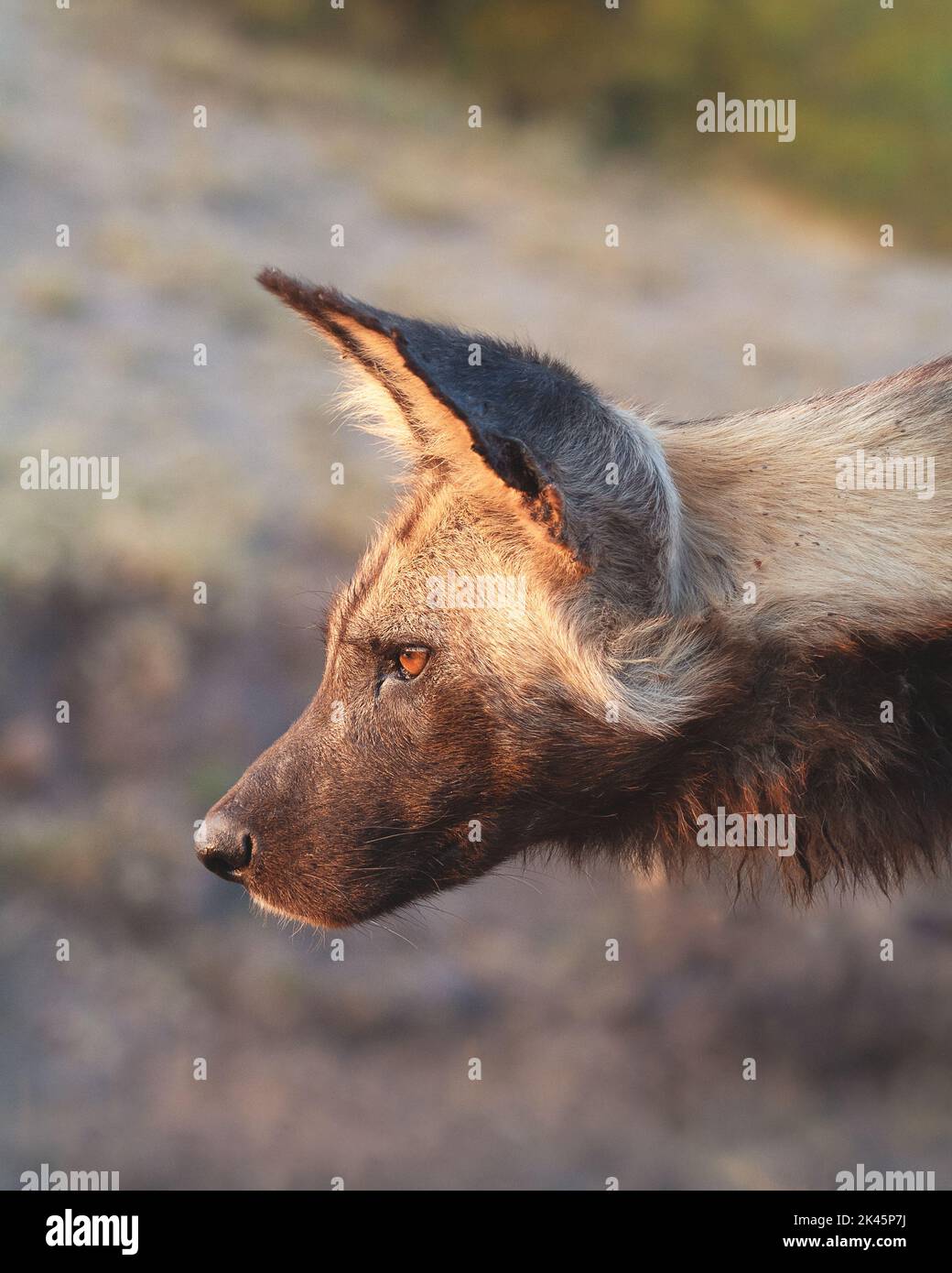 Un cane selvatico, Licaon pictus, profilo laterale, primo piano del suo volto Foto Stock