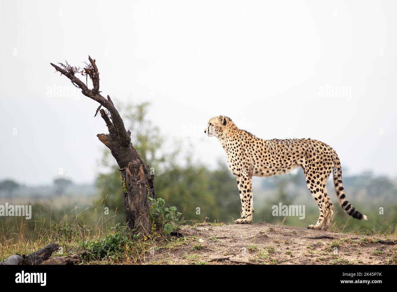 Un ghepardo, Acinonyx jubatus, si erge sulla cima di un tumulo e guarda fuori, profilo laterale Foto Stock