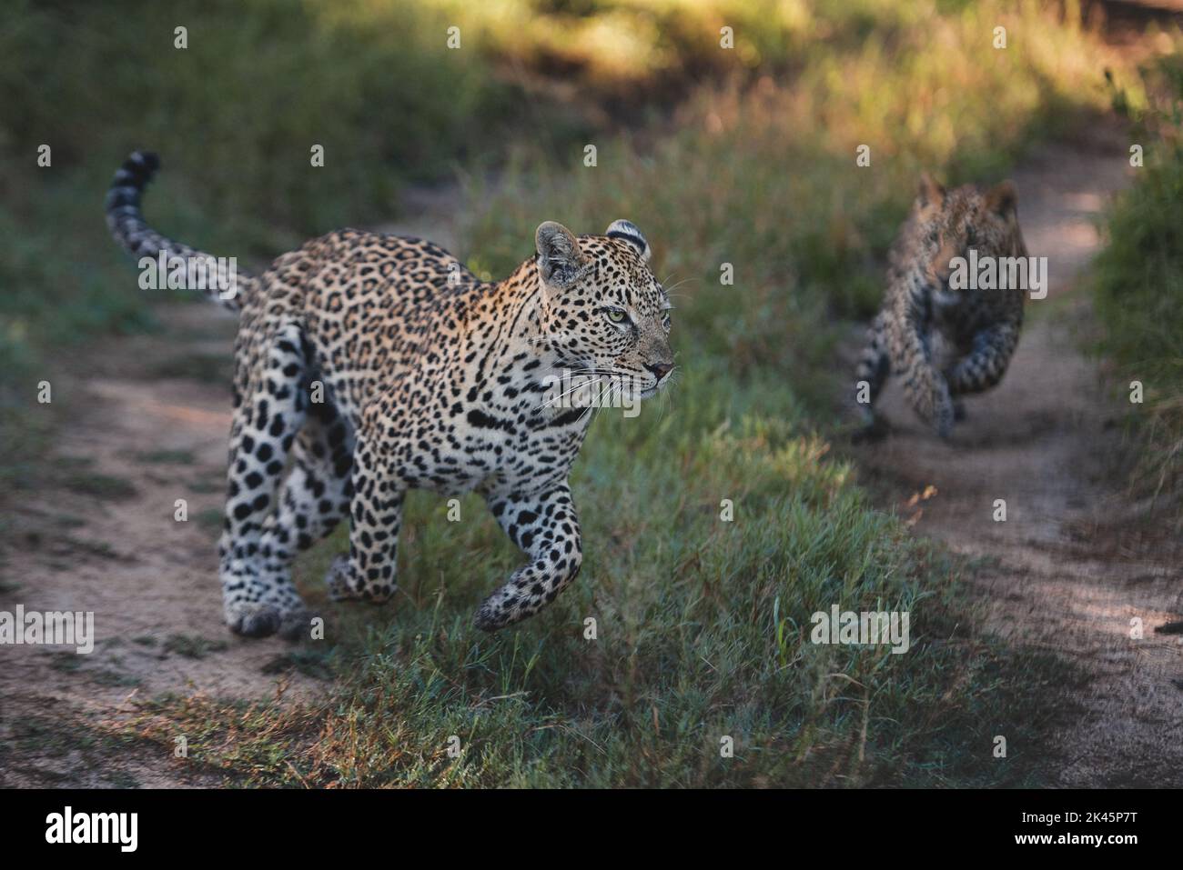 Un leopardo femminile e il suo cucciolo, Panthera pardus, corrono e giocano insieme su una strada Foto Stock