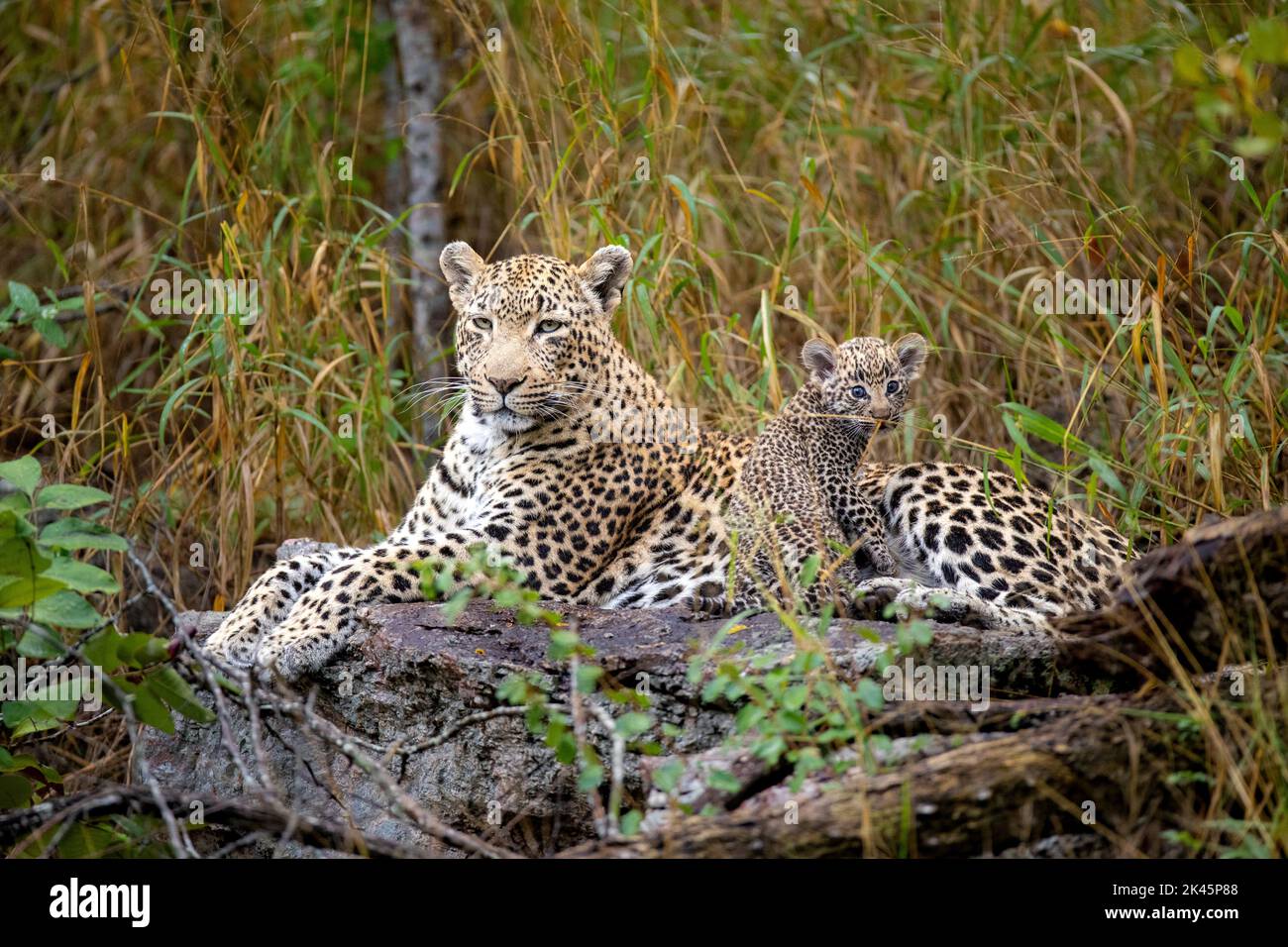 Un leopardo e il suo cucciolo, Panthera pardus, giacciono insieme su un tronco, sguardo diretto Foto Stock