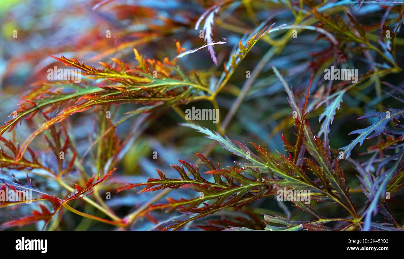 Foglie verde-rosse di un arbusto cultivar di acero giapponese. Foto Stock