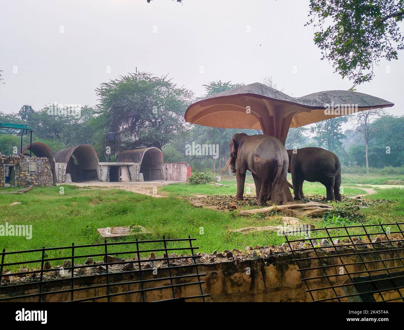 Novembre 2nd 2019. Nuova Delhi India. Un paio di elefanti asiatici all'ombra allo zoo di Delhi. Foto Stock