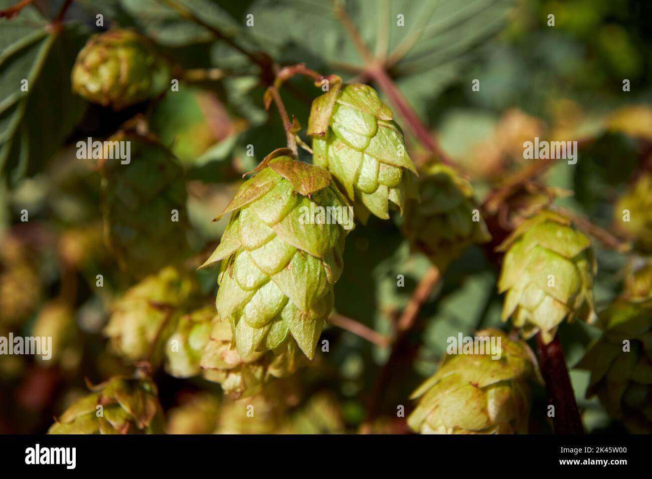 verde cascata luppolo fiori humulus lupulus crescere in autum nel regno unito Foto Stock verde cascata luppolo fiori humulus lupulus crescere in autum nel regno unito Foto Stock