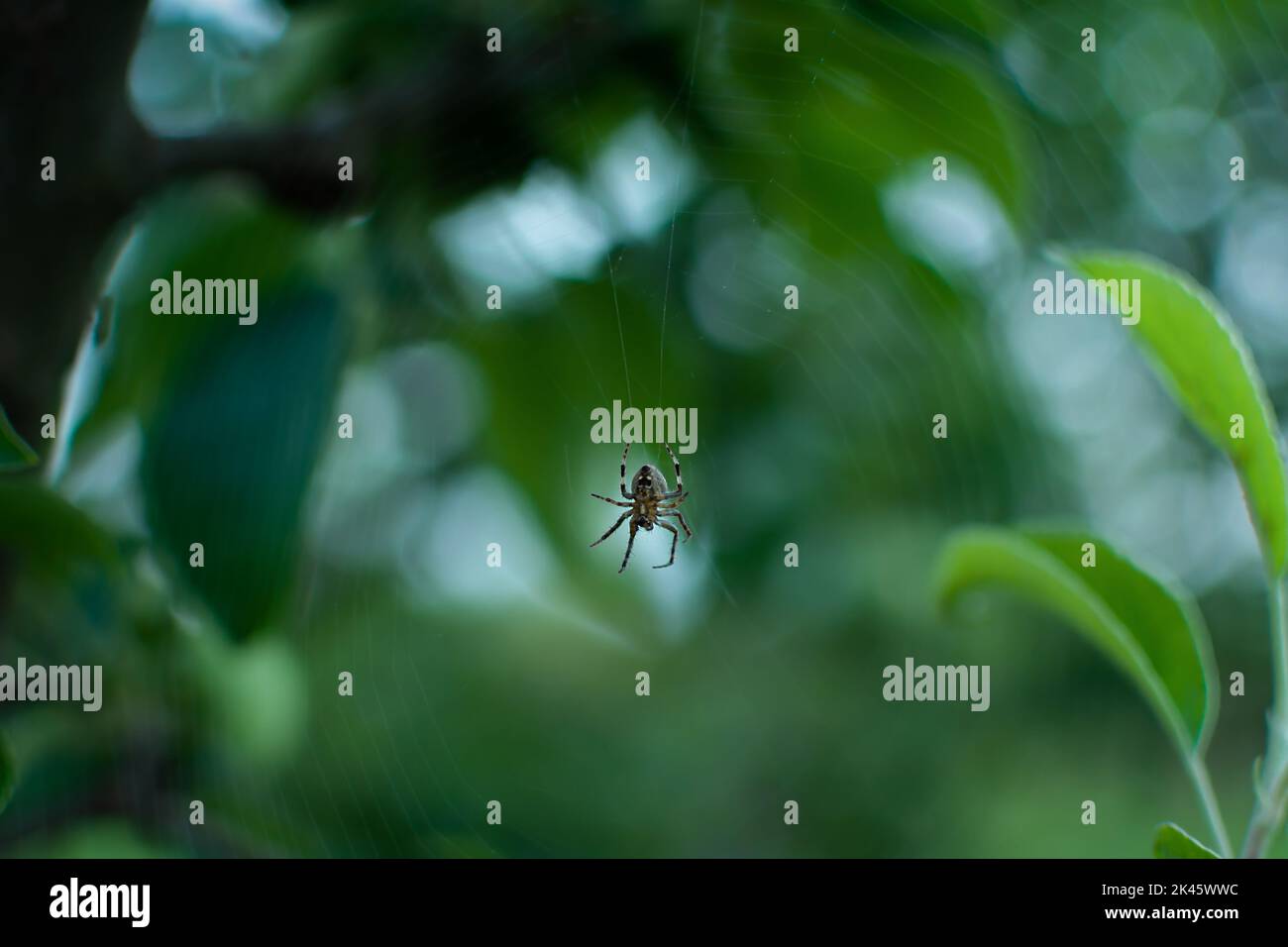 Ragno sfondo verde sfocato. Un piccolo insetto in fuoco selettivo su un fotoricettore. Macrofotografia della fauna selvatica. Bel bokeh, fili sfocati del web. T Foto Stock