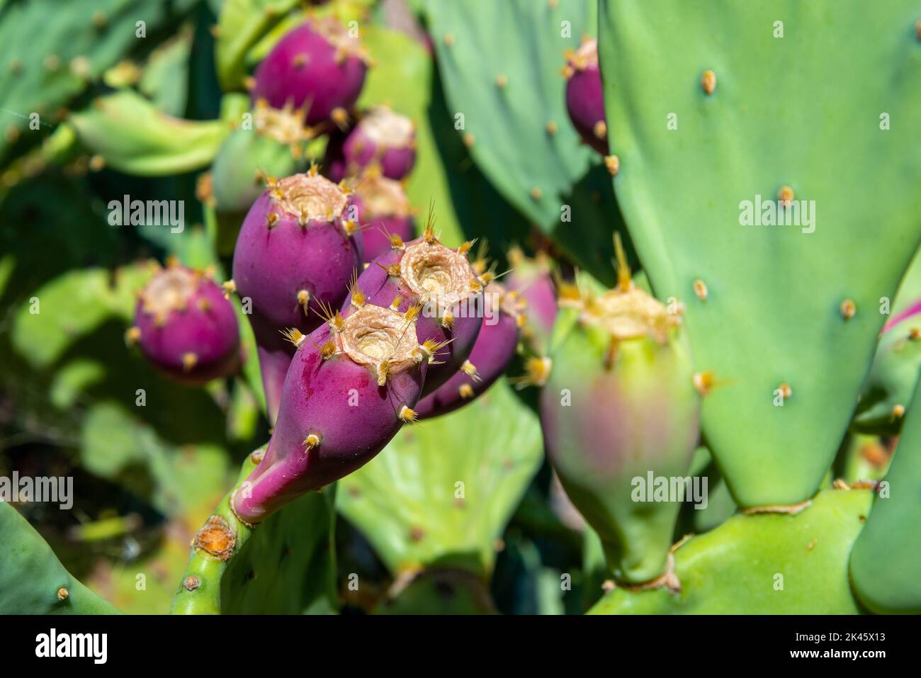 Prickly pera o opuntia ficus indica con frutta. Croazia. Foto Stock