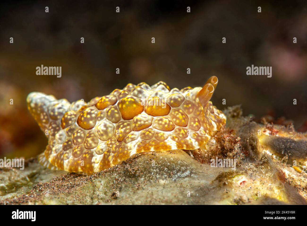 Un bulboso nudibranco tropicale su una barriera corallina in Indonesia cerca cibo nel sistema di barriera corallina sano in questa regione. Foto Stock