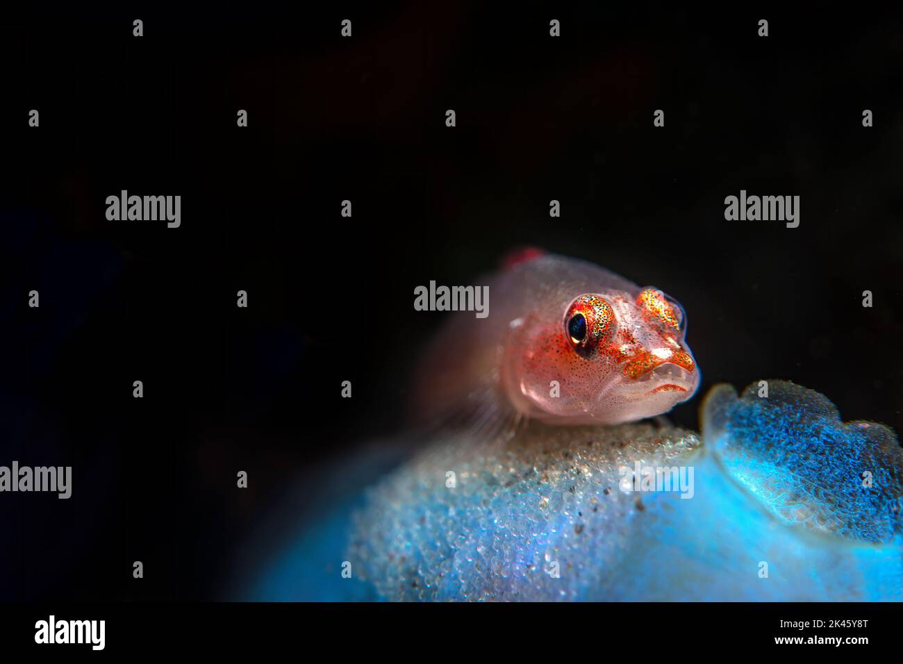 Un bel goby fantasma guarisce la sua covata di uova dispensate su una bella spugna blu mentre gli embrioni si sviluppano in ultima analisi in pesci nuoto. Foto Stock