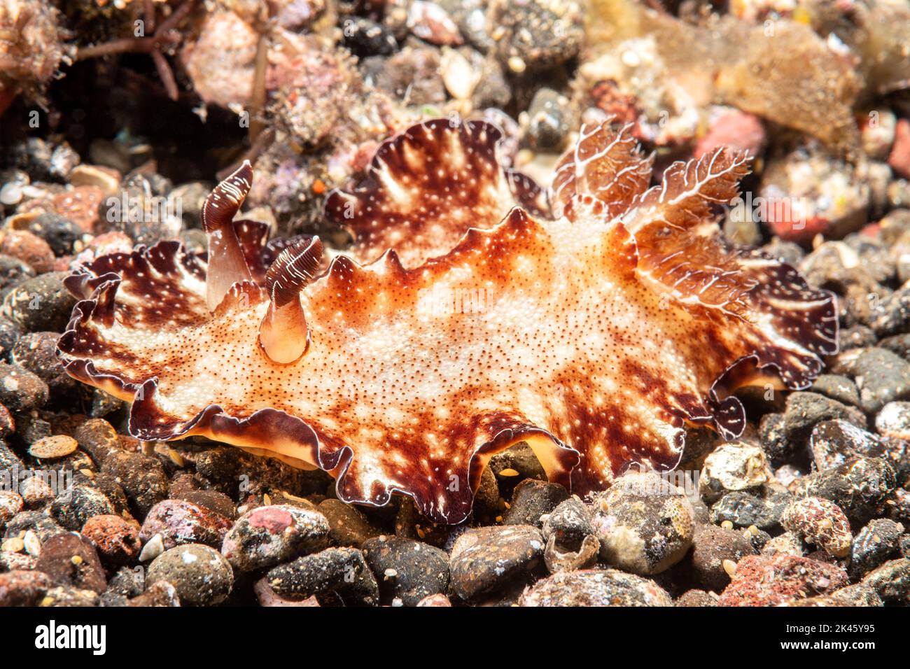 Un piatto nudibranch discodoris lumaca trovata in Tulamban, Bali Indonesia crawl attraverso il fondo sabbioso. Foto Stock