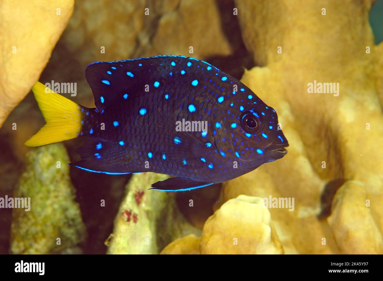 Una giovane nassola di coda gialla con i suoi punti iridescenti azzurro nuota all'interno di una barriera corallina per proteggersi dai predatori. Foto Stock