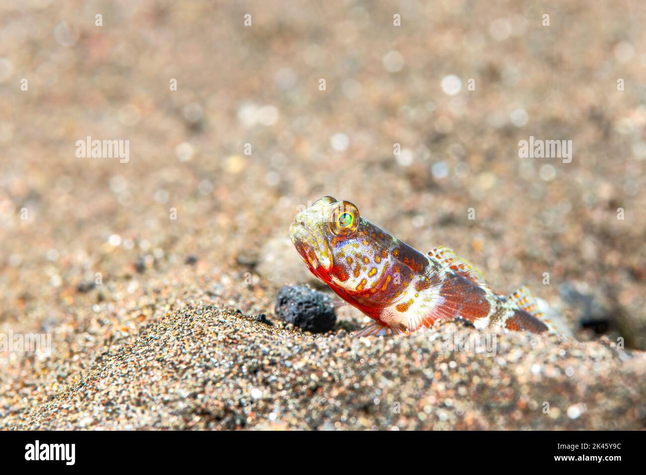 Un pesce gatto rimuove una roccia dalla sua tana per rendere più spazio e tenerlo in ordine. Foto Stock