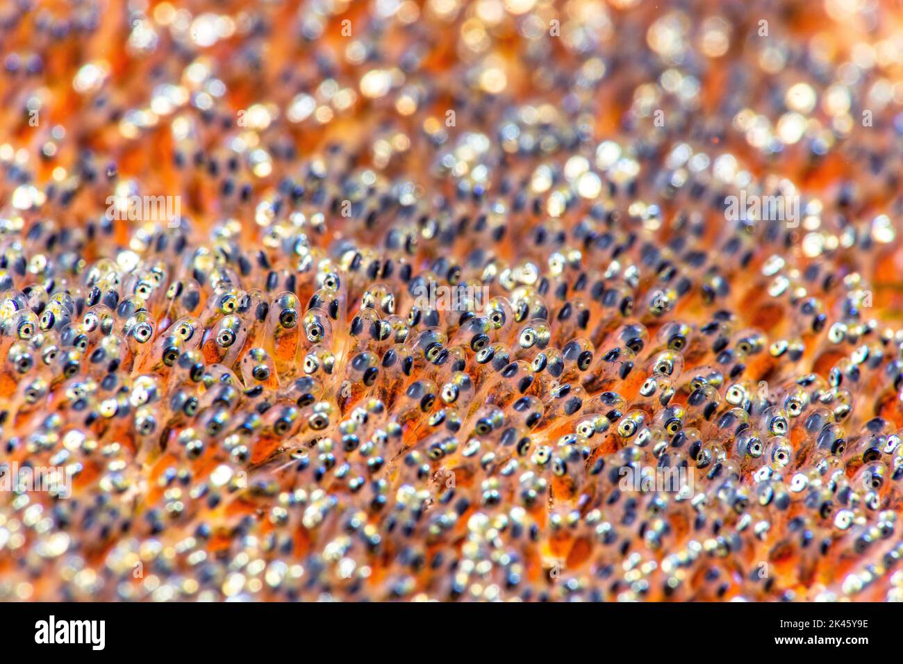 Una chiusura di clownfish solo uova ore prima cova mostra i loro occhi pronti a pop attraverso il sac. Foto Stock