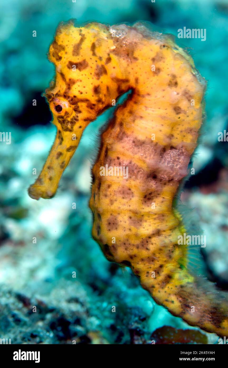 Primo piano di un cavalluccio marino giallo caraibico, la cui natura è molto timida in quanto sono animali delicati e delicati che vogliono essere lasciati soli. Foto Stock