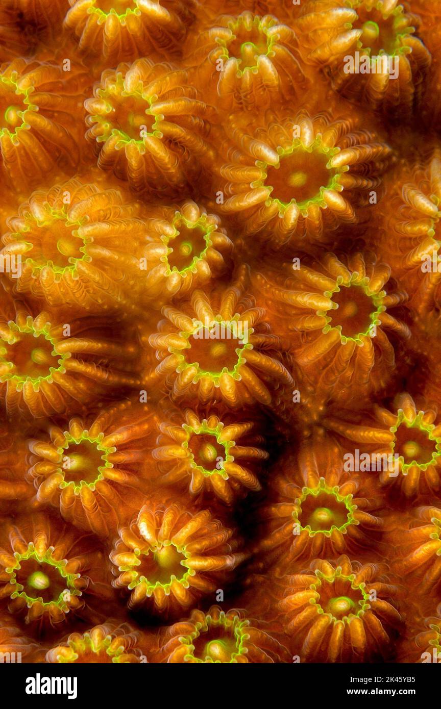 L'immagine ravvicinata del delicato corallo di pietra che costruisce la barriera corallina mostra i dettagli intricati e fragili della vita sotto l'oceano caraibico. Foto Stock