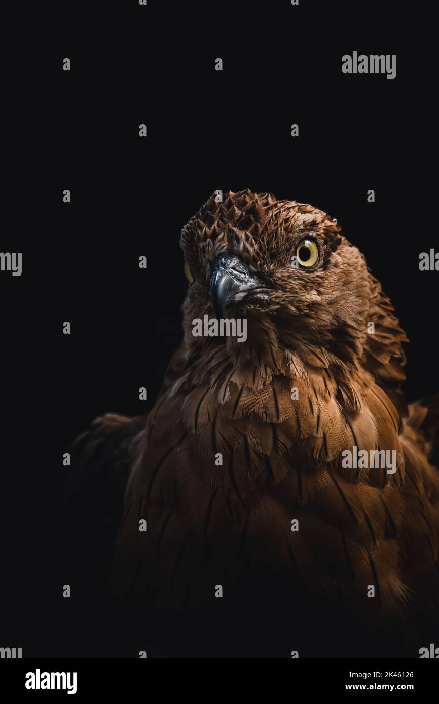 Ritratto di un falco con sfondo scuro Foto Stock