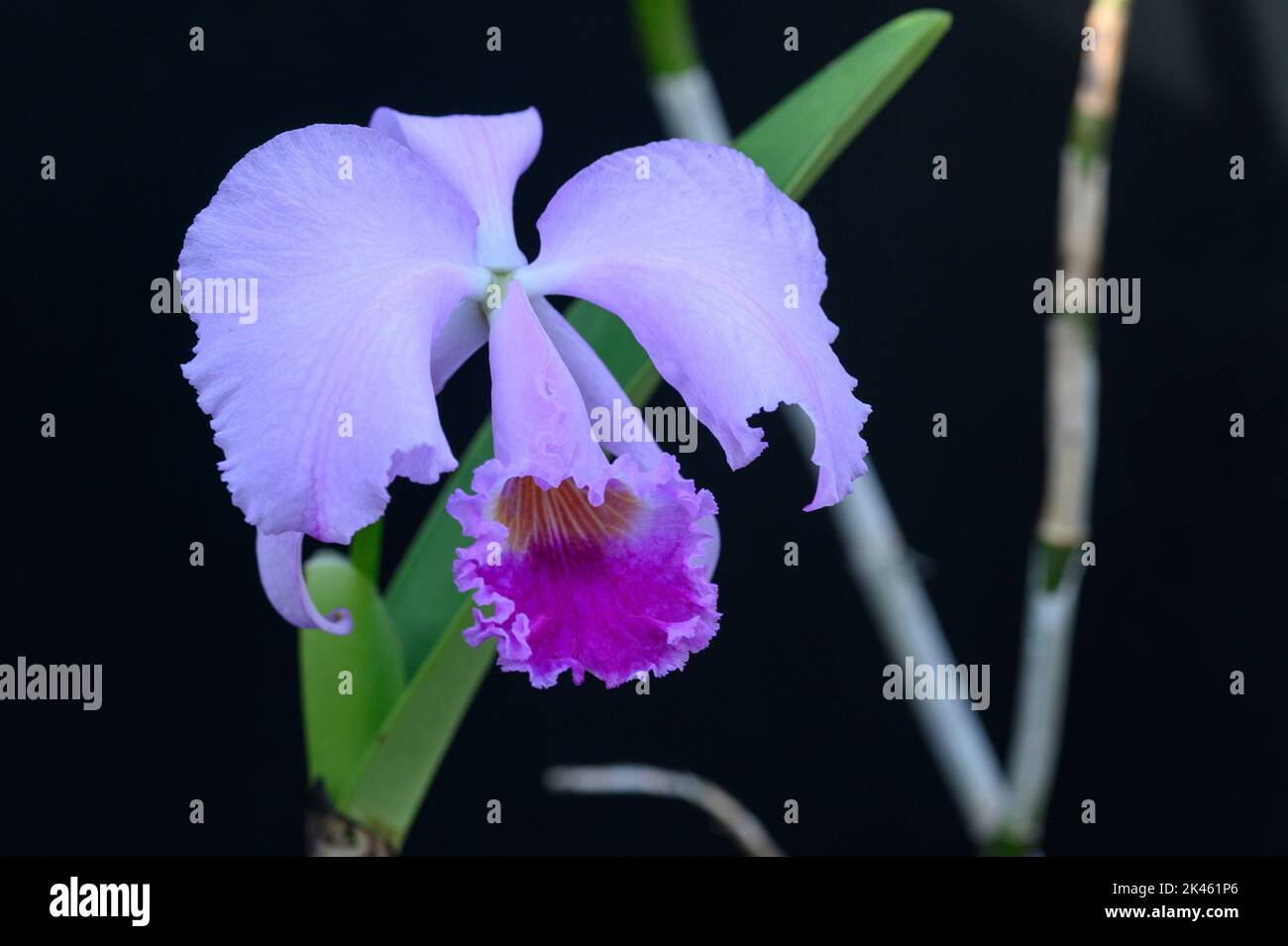 2019° Festival delle Orchidee presso i Kew Gardens Foto Stock