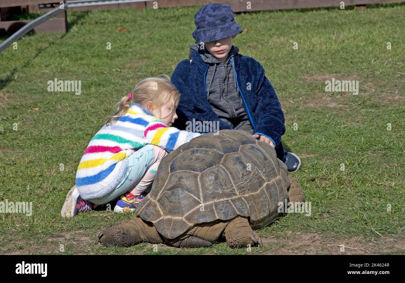 Bambino con la tartaruga gigante Aldabra Aldabrachelys gigantea presso il Three Counties Showground, Great Malvern, UK Foto Stock