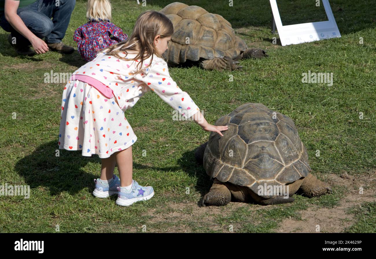Piccola ragazza che accarezzava la tartaruga gigante Aldabra Aldabrachelys gigantea presso il Three Counties Showground, Great Malvern, UK Foto Stock