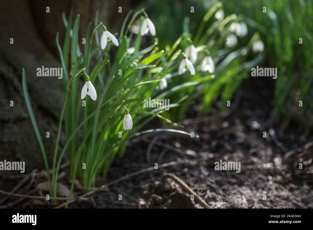 Gocce di neve con fiori bianchi che crescono accanto ad un albero scuro, primi fiori in inverno o primavera in giardino, parco e foresta, spazio copia, selezionato fo Foto Stock