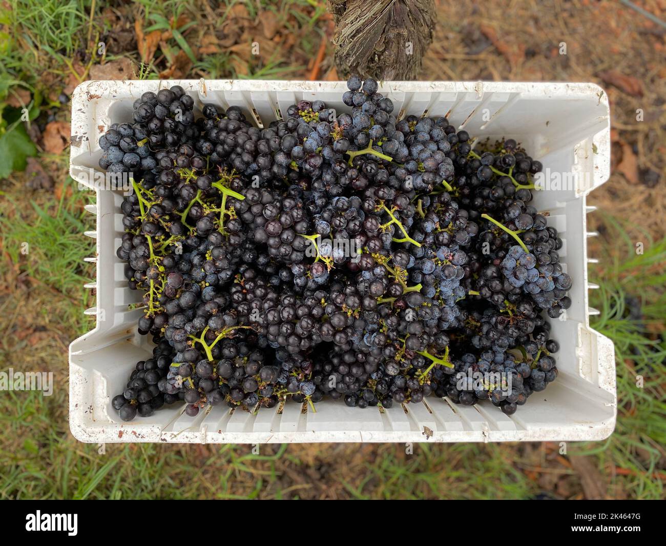 I grappoli di uva da vino viola intenso si trovano in un bidone dopo la vendemmia in un vigneto. Foto Stock