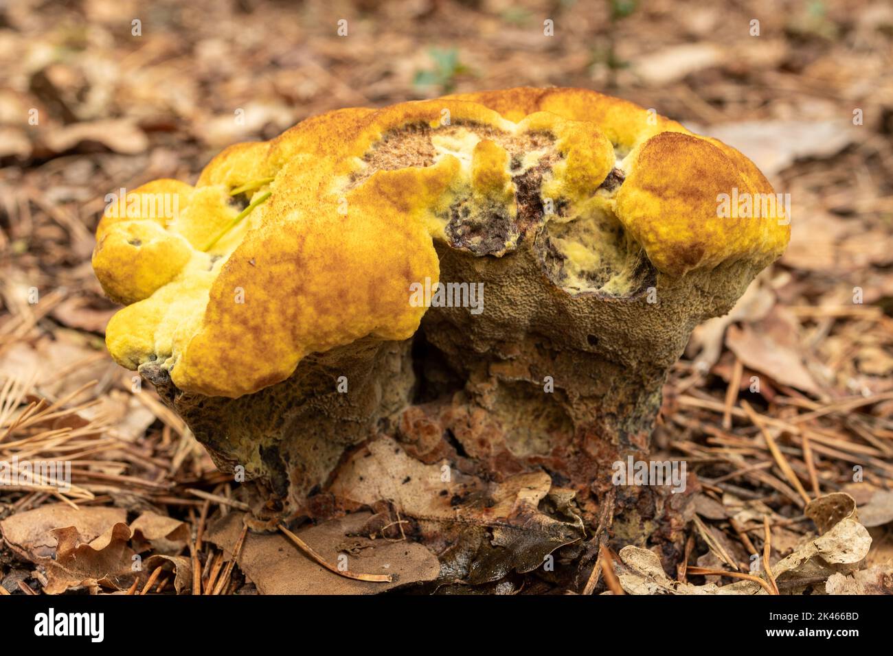 Dyers mazegill fungus, chiamato anche Dyer's polipore (Phaeolus schweinitzii) sul terreno boschivo durante l'autunno o settembre, Inghilterra, UK Foto Stock
