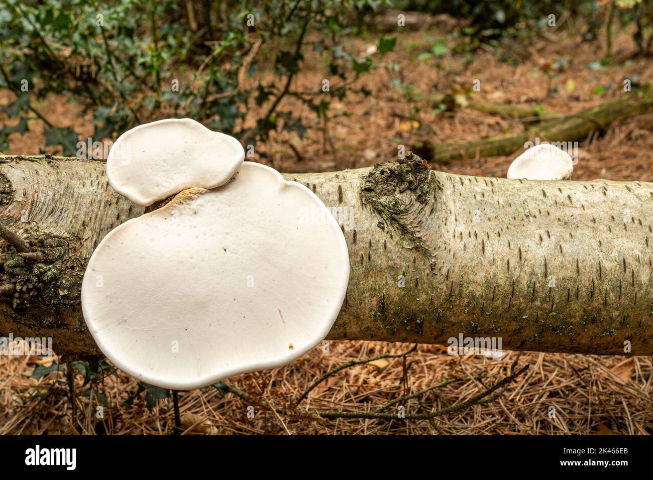 Fungo di betulla (staffa di betulla, Fomitopsis betulina) in crescita su albero di betulla caduto argento durante l'autunno, Inghilterra, Regno Unito Foto Stock