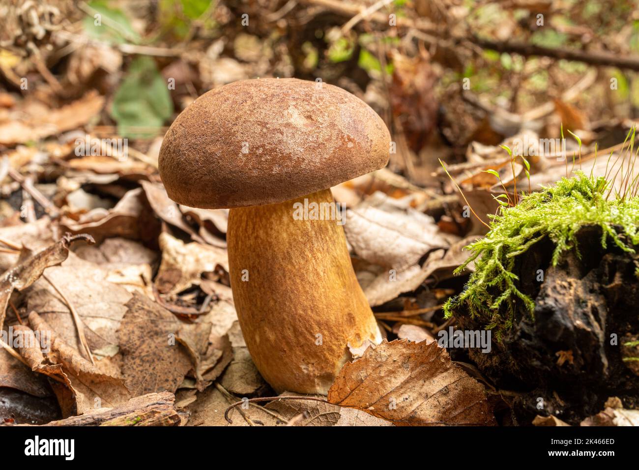 Funghi porcini boletus toadstool, funghi porcini dorati vellutati con pori che crescono sul terreno boscoso durante l'autunno, Hampshire, Inghilterra, UK Foto Stock