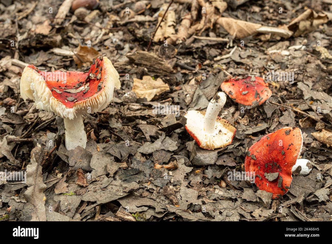 Toadstools di funghi Russula sp. Colorati su terreno boscoso durante l'autunno, Hampshire, Inghilterra, Regno Unito Foto Stock