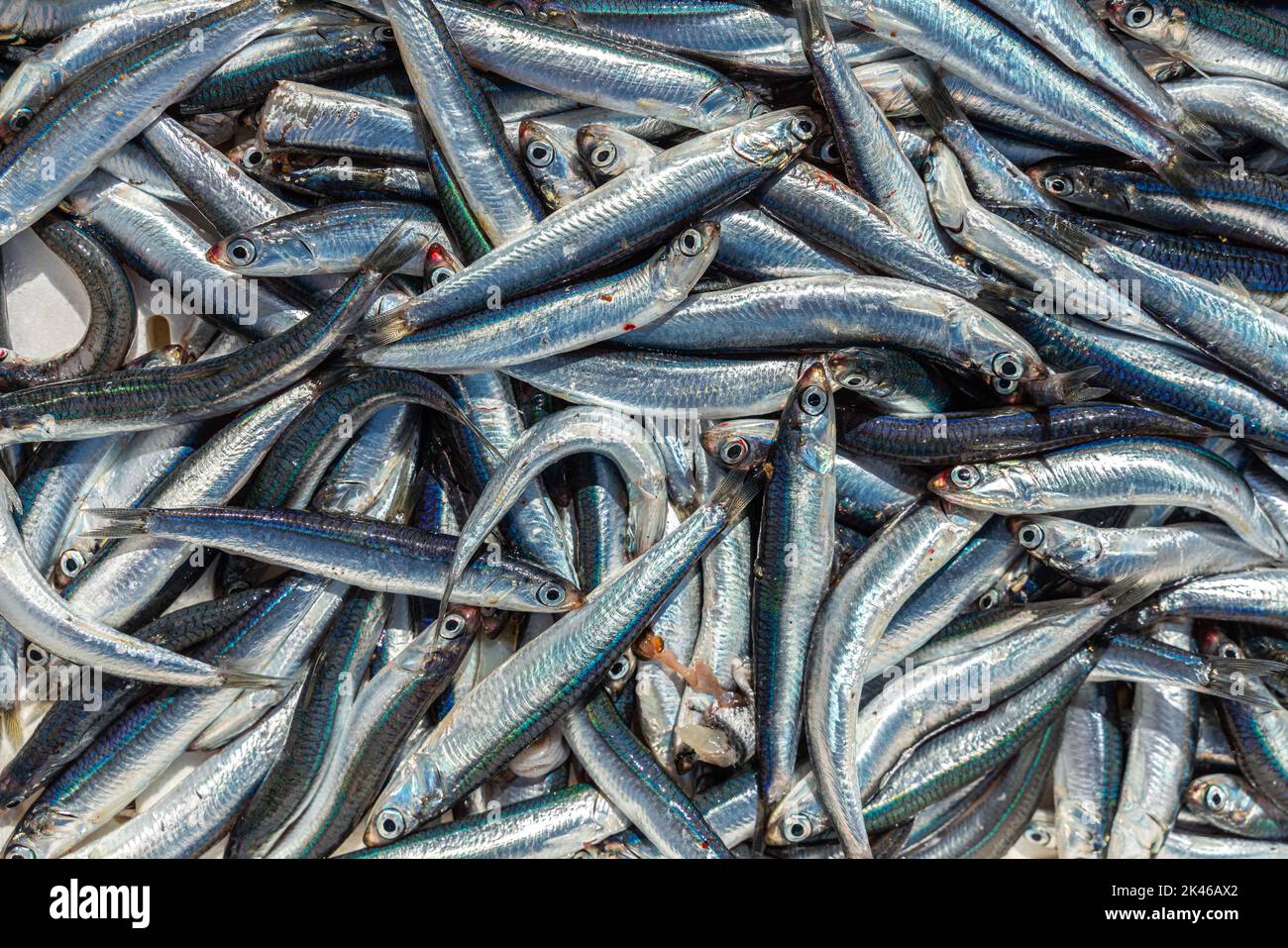 Cibo di mare. Scatola di acciughe, appena pescata nel mare Adriatico, pronta per la vendita. Gargano, Puglia, provincia di Foggia, Italia, Europa Foto Stock