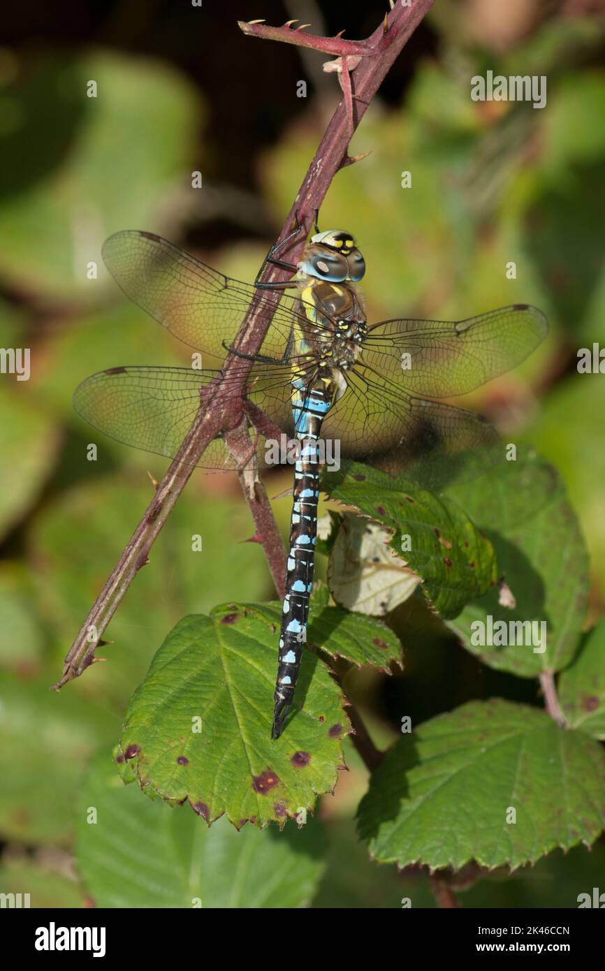 Hawker migrante, Aeshna mixta, libellula, maschio, che riposa su rovo, Blue Dragonfly, settembre, Regno Unito Foto Stock