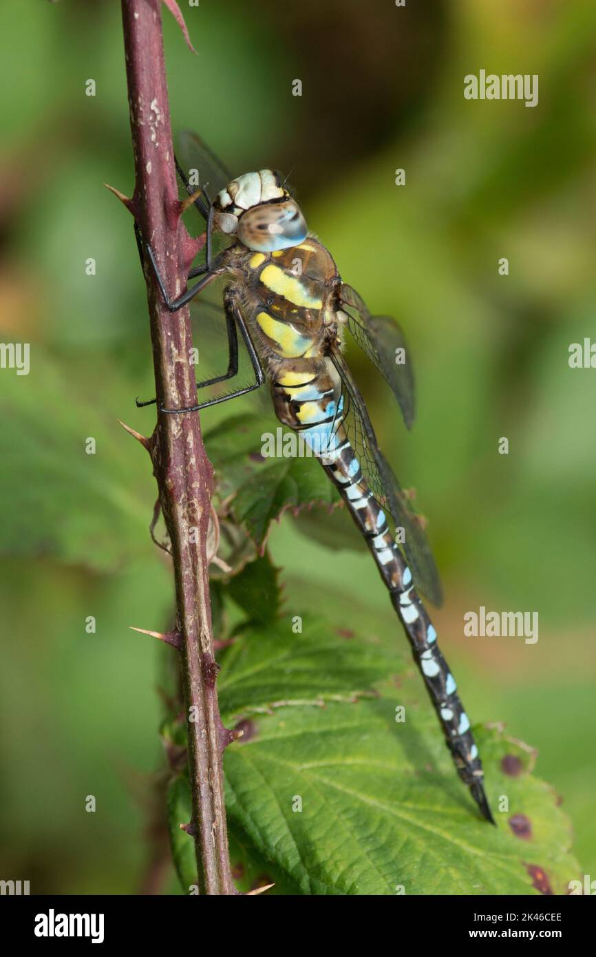 Hawker migrante, Aeshna mixta, libellula, maschio, che riposa su rovo, Blue Dragonfly, settembre, Regno Unito Foto Stock