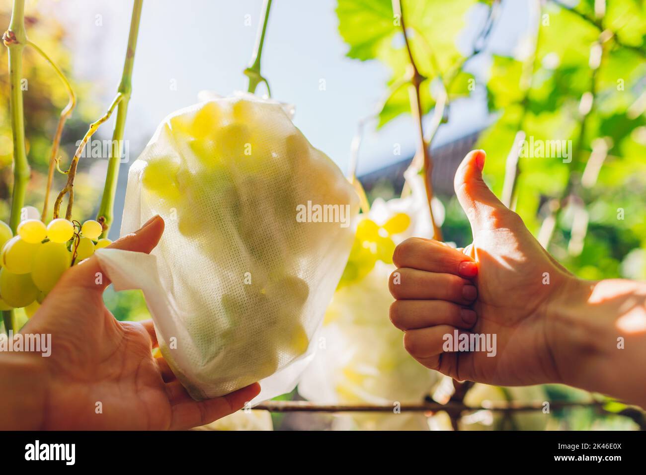 Il giardiniere mostra il sacchetto protettivo del tessuto sul mazzo di uva di delizia nel giardino di caduta con il pollice in su. Risparmi frutta da insetti Foto Stock