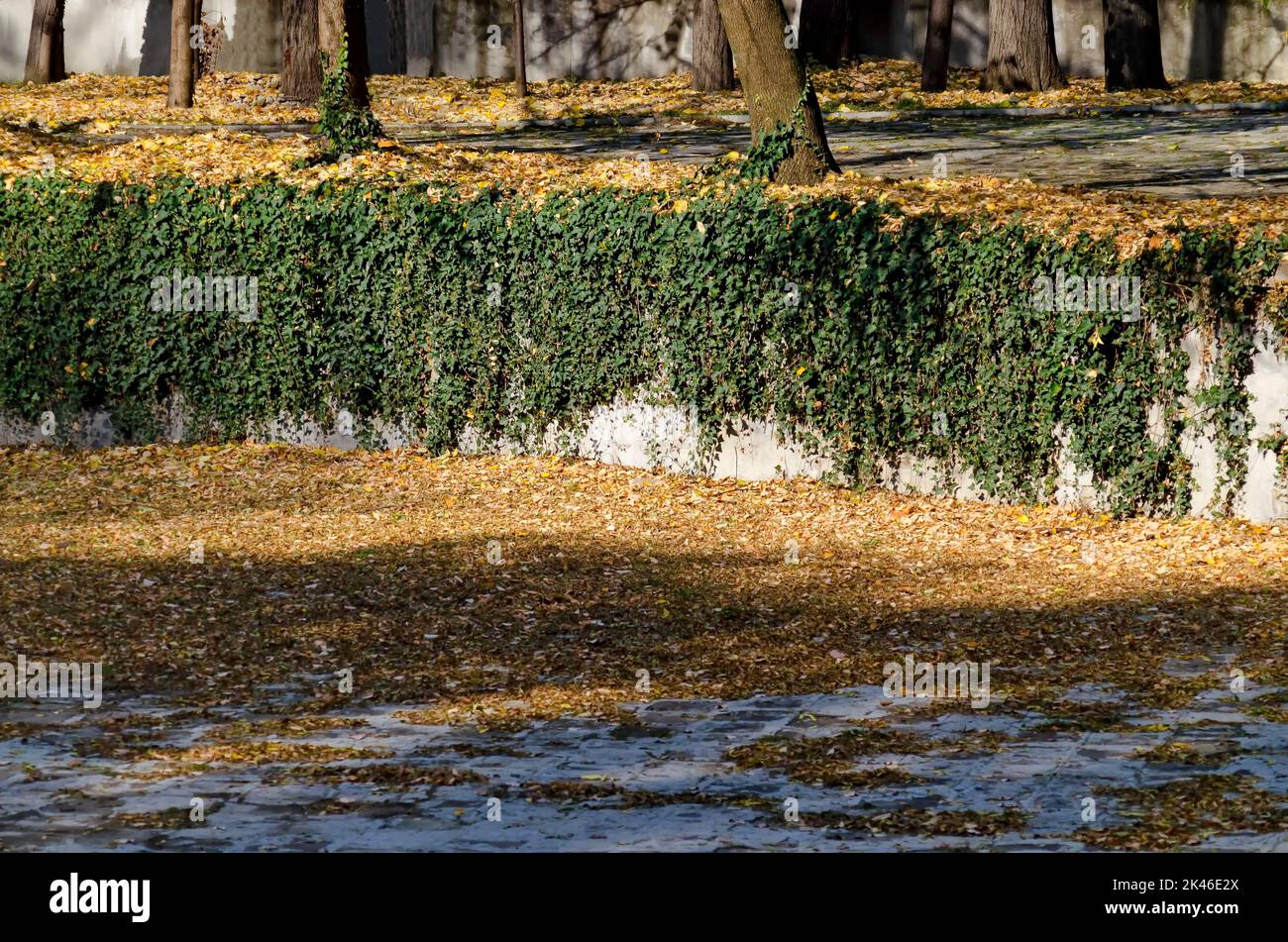 Parte di una piscina in una colorata foresta autunnale con bellissimi lotti di foglie gialle, verdi e marroni, alcune delle quali hanno coperto il terreno in modo profuso, Sofia Foto Stock