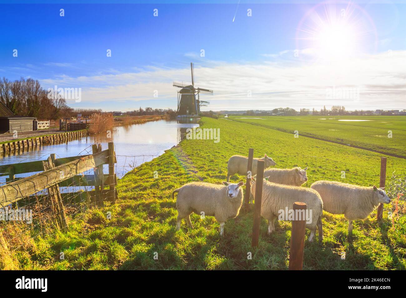 Paesaggio rurale - Vista di un gregge di pecore sullo sfondo dei mulini in una giornata di sole, i Paesi Bassi Foto Stock