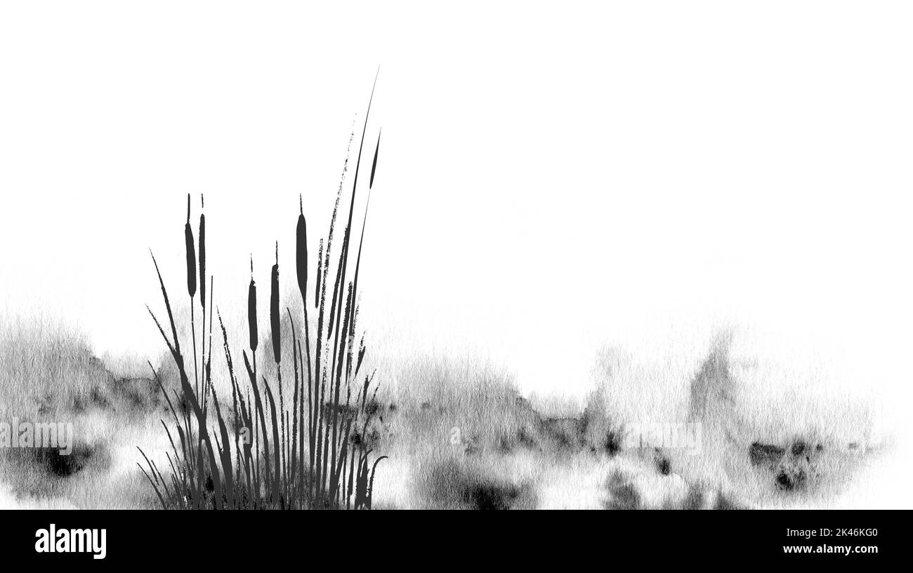 Acquerello isolato drawing.Image di canna di Aback o bulrush su uno sfondo bianco. Foto Stock