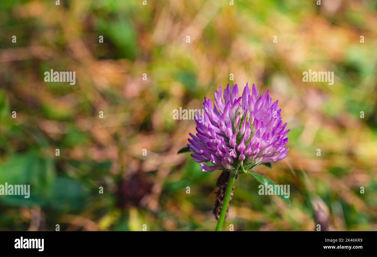Trifolium pratense, rosa, fiore di trifoglio lilla con sagome di insetti sul gambo. Pianta ampiamente cresciuto e valutato per la sua fissazione di azoto, che incr Foto Stock